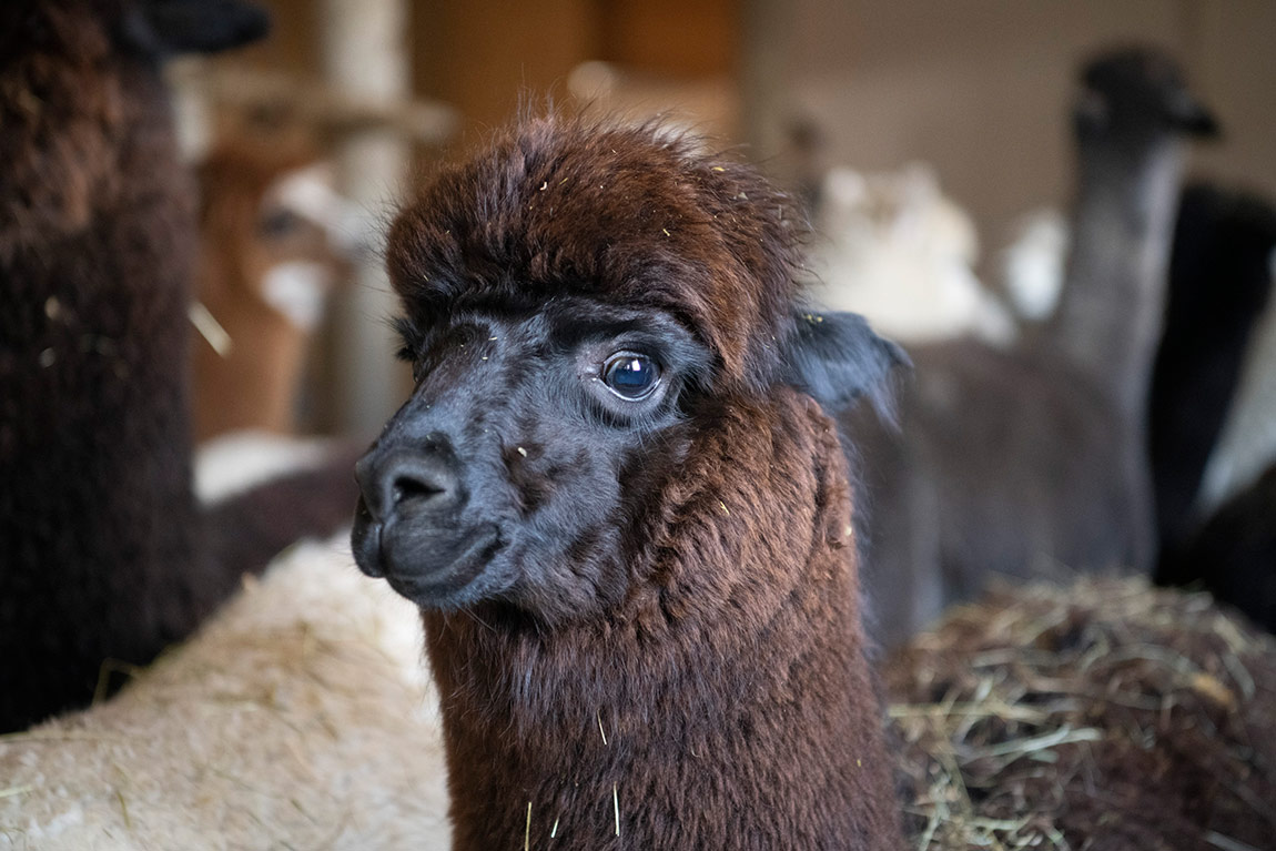 Inser Hoamat Riegsee alpaca farm